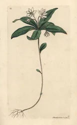 Kyllingemad vintergrøn, Lysimachia europaea (Trientalis europaea) (Trientale d