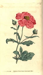 Cistus - Hoary Cistus Rose Gold Cistus, Cistus Incanus. Håndkoleret kobberplade -gravering og botanisk illustration af James Sowerby fra William Curtis 