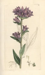 Klokkeblomst i klynge, Campanula glomerata (Campanule agglomeree) Håndfarvet kobberstik efter en illustration af James Sowerby fra James Smith