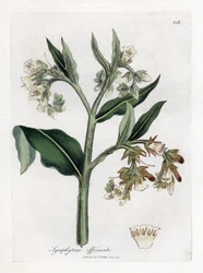 Comfrey - Comfrey, Symphytum officinale. Håndfarvet kobberstik fra en botanisk illustration af James Sowerby fra William Woodville og Sir William Jackson Hookers "" Medical Botany,"" John Bohn, London