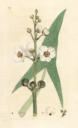 Almindelig pilespids, Sagittaria sagittifolia (sagittarius) Håndfarvet kobberstik efter en illustration af James Sowerby fra James Smith