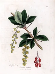 Almindelig berberis - Almindelig berberis, Berberis vulgaris. Håndfarvet kobberstik fra en botanisk illustration af James Sowerby fra William Woodville og Sir William Jackson Hookers "" Medical Botany,"" John Bohn, London