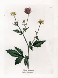Almindelig benoit eller græs af Saint Benoit - Wood avens, Geum urbanum. Håndfarvet kobberstik fra en botanisk illustration af James Sowerby fra William Woodville og Sir William Jackson Hookers "" Medical Botany,"" John Bohn, London