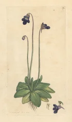 Almindelig smørurt, Pinguicula vulgaris (græsset) Håndfarvet kobberstik efter en illustration af James Sowerby fra James Smith
