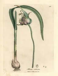 Almindelig dyrket hvidløg, Allium sativum