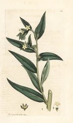 Almindelig grombrønd, Lithospermum officinale (Gremil officinal) Håndfarvet kobberstik efter en illustration af James Sowerby fra James Smith