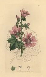 Almindelig mallow, Malva sylvestris Håndfarvet kobberstik efter en tegning af James Sowerby til James Smiths engelske botanik