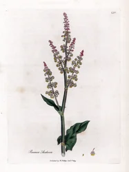 Almindelig oseillle eller stor syre - Havesyre, Rumex acetosa. Håndfarvet kobberstik fra en botanisk illustration af James Sowerby fra William Woodville og Sir William Jackson Hookers "" Medical Botany,"" John Bohn, London