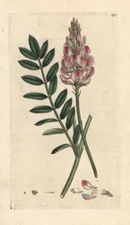 Almindelig sainfoin, Onobrychis viciifolia (Hedysarum onobrychis) (Sainfoin cultive) Håndfarvet kobberstik efter en illustration af James Sowerby fra James Smith