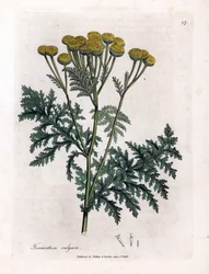 Almindelig reinfank eller stænk - Tansy, Tanacetum vulgare. Håndfarvet kobberstik fra en botanisk illustration af James Sowerby fra William Woodville og Sir William Jackson Hookers "" Medical Botany,"" John Bohn, London