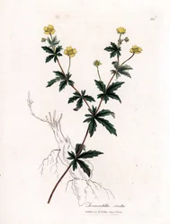 Almindelig tormentil, Potentilla erecta. Håndfarvet kobberstik fra en botanisk illustration af James Sowerby fra William Woodville og Sir William Jackson Hookers "" Medical Botany,"" John Bohn, London