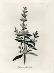 Kompendiel isop. Håndfarvet kobberstik fra en tegning af James Sowerby (1757-1822), i Botanique Medicinale