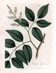 Copaier - Balsam af Copaiva, Copaifera officinalis. Håndfarvet kobberstik fra en botanisk illustration af James Sowerby fra William Woodville og Sir William Jackson Hookers "" Medical Botany,"" John Bohn, London