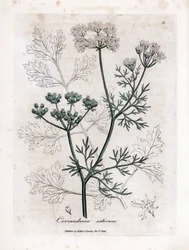 Koriander (Coriandrum sativum). Håndfarvet kobberstik fra en illustration af James Sowerby. Uddrag fra William Woodvilles og Sir William Jackson Hookers bog "" Botanique medicinale"" 1832. Den utrættelige Sowerby (1757-1822) trak mere end