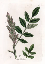 Corroyere eller sumac af corroyeurs eller rejsende - Elm-leaved sumac, Rhus coriaria. Håndfarvet kobberstik fra en botanisk illustration af James Sowerby fra William Woodville og Sir William Jackson Hookers "" Medical Botany,"" John Bohn, London