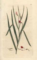 Crimson græsstrik, Lathyrus nissolia. Håndfarvet kobberstik efter en illustration af James Sowerby fra James Smith