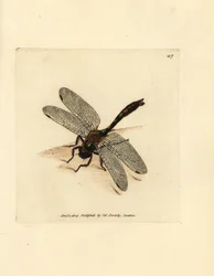 Dunet smaragd guldsmede, Cordulia aenea (metallisk guldsmede, Libellula aenea). Håndfarvet kobberstik af James Sowerby fra The British Miscellany, eller farvede figurer af nye, sjældne eller lidet kendte dyreemner.