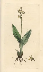 Fen orkidé, Liparis loeselii (Dværg ophrys, Ophrys loeselii). Håndfarvet kobberstik efter en illustration af James Sowerby fra James Smith