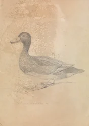 Hvidøjet and