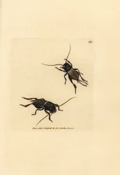 Markcricket, Gryllus campestris (Accheta campestris). Håndfarvet kobberstik af James Sowerby fra The British Miscellany, eller farvede figurer af nye, sjældne eller lidet kendte dyreemner.