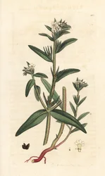Field gromwell, Buglossoides arvensis (Lithospermum arvense) (Gremil des champs) Håndfarvet kobberstik efter en illustration af James Sowerby fra James Smith