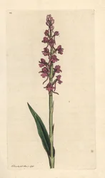 Duftende orkidé, Gymnadenia conopsea (Aromatisk orchis, Orchis conopsea). Håndfarvet kobberstik efter en illustration af James Sowerby fra James Smith