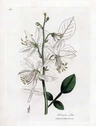 Fraxinelle - White Fraxinella eller Basard Dittany, Dictamnus Albus. Håndfarvet kobberplade -gravering fra en botanisk illustration af James Sowerby fra William Woodville og Sir William Jackson Hookers "" Medical Botany "," John Bohn, London