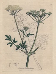 Stegt persille (Apium petroselinum). Håndfarvet kobberstik fra en illustration af James Sowerby. Uddrag fra William Woodvilles og Sir William Jackson Hookers bog "" Botanique medicinale"" 1832. Den utrættelige Sowerby (1757-1822) trak mere t.