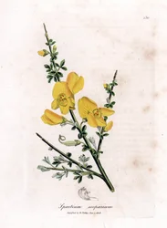 Genet en kost - Almindelig kost, Cytisus scoparius. Håndfarvet kobberstik fra en botanisk illustration af James Sowerby fra William Woodville og Sir William Jackson Hookers "" Medical Botany,"" John Bohn, London