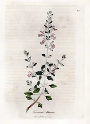 Germandree marum eller germandree af katte - Kattimian, Teucrium marum. Håndfarvet kobberstik fra en botanisk illustration af James Sowerby fra William Woodville og Sir William Jackson Hookers "" Medical Botany,"" John Bohn, London