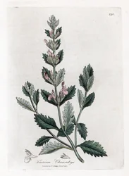 Germandree petit oak - Almindelig germander, Teucrium chamaedrys. Håndfarvet kobberstik fra en botanisk illustration af James Sowerby fra William Woodville og Sir William Jackson Hookers "" Medical Botany,"" John Bohn, London