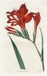 Glaieul cardinal - Litografi af James Sowerby (1757-1822), fra Botanical Magazine af William Curtis (1746-1799)