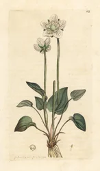 Grassy of Parnassus, Parnassia palustris Håndfarvet kobberstik efter en illustration af James Sowerby fra James Smith