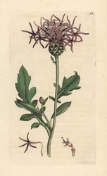 Større knapweed, Centaurea scabiosa (Centauree scabieuse) Håndfarvet kobberstik efter en illustration af James Sowerby fra James Smith