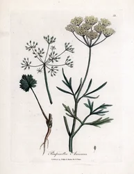 Grøn anis (Pimpinella anisum). Håndfarvet kobberstik fra en illustration af James Sowerby. Uddrag fra William Woodvilles og Sir William Jackson Hookers bog "" Botanique medicinale"" 1832. Den utrættelige Sowerby (1757-1822) trak mere end