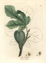Grøn figen, frugt, blade, bladomrids, Ficus carica