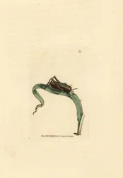 Grøn græshoppe, Omocestus viridulus (Gryllus viridulus). Håndfarvet kobberstik af James Sowerby fra The British Miscellany, eller farvede figurer af nye, sjældne eller lidet kendte dyreemner.