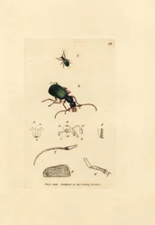 Jordbille, Drypta dentata (Guldmundet carabus, Carabus chrysostomos). Håndfarvet kobberstik af James Sowerby fra The British Miscellany, eller farvede figurer af nye, sjældne eller lidet kendte dyreemner.