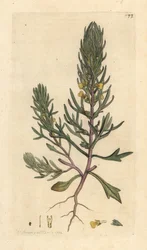 Malet fyr, Ajuga chamaepitys (gran) Håndfarvet kobberstik efter en illustration af James Sowerby fra James Smith