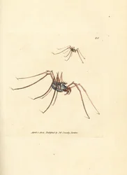 Harvestman edderkop, Megabunus diadema. Håndfarvet kobberstik af James Sowerby fra The British Miscellany, eller farvede figurer af nye, sjældne eller lidet kendte dyreemner.