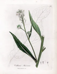 Peberrod eller cranson - Peberrod, Armoracia rusticana. Håndfarvet kobberstik fra en botanisk illustration af James Sowerby fra William Woodville og Sir William Jackson Hookers "" Medical Botany,"" John Bohn, London