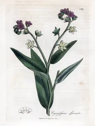 Hundens tunge, Cynoglossum officinale. Håndfarvet kobberstik fra en botanisk illustration af James Sowerby fra William Woodville og Sir William Jackson Hookers "" Medical Botany,"" John Bohn, London