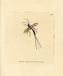 Ichneumon flue, Rhyssa persuasoria (Ichneumon persuasorius). Håndfarvet kobberstik af James Sowerby fra The British Miscellany, eller farvede figurer af nye, sjældne eller lidet kendte dyreemner.