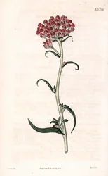Immortelle-stjerne - Helichrysum stellatum (Kompaktblomstrende gnaphalium, Gnaphalium congestum). Håndfarvet kobberstik af Weddell efter en illustration af James Sowerby fra Samuel Curtis