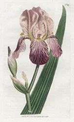 Iris en lugt af hyldebær - Litografi af James Sowerby (1757-1822), tallerken fra William Curtis