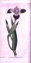Iris vericolour, plade 21 fra William Curtis