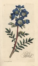 Jakobs stige eller græsk baldrian, Polemonium caeruleum Håndfarvet kobberstik efter en illustration af James Sowerby fra James Smith