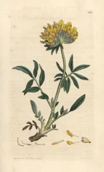 Nyrevikke eller damefinger, Anthyllis vulneraria (Anthyllide vulneraire) Håndfarvet kobberstik efter en illustration af James Sowerby fra James Smith
