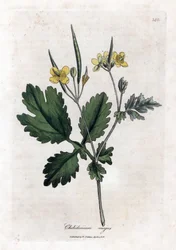 Stor chelidoin eller stor lys - Større celandine, Chelidonium majus. Håndfarvet kobberstik fra en botanisk illustration af James Sowerby fra William Woodville og Sir William Jackson Hookers "" Medical Botany,"" John Bohn, London