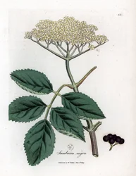 Stort hyldebær eller sort hyldebær - Almindelig sort hyldetræ, Sambucus nigra. Håndfarvet kobberstik fra en botanisk illustration af James Sowerby fra William Woodville og Sir William Jackson Hookers "" Medical Botany,"" John Bohn, London